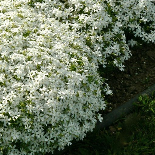 Phlox subulata White Delight - Árlevelű lángvirág