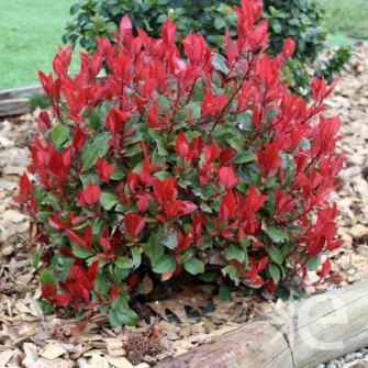 Korallberkenye (Photinia)