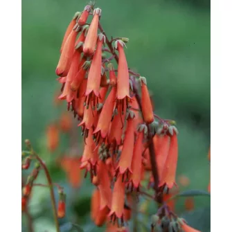 Folyóharang (Phygelius)