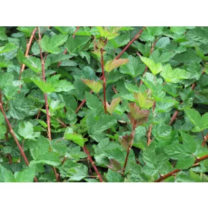   Physocarpus capitatus Tilden Park - Bangitalevelű hólyagvessző