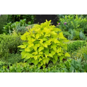   Physocarpus opulifolius Darts Gold - Bangitalevelű hólyagvessző
