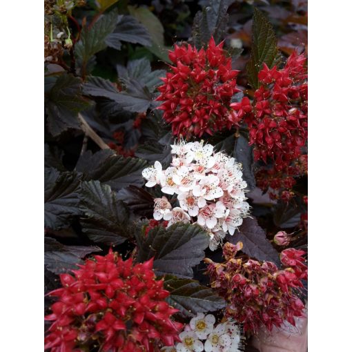 Physocarpus opulifolius Red Baron - Bangitalevelű hólyagvessző