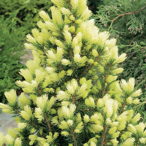 Picea glauca Daisy White - Cukosüvegfenyő