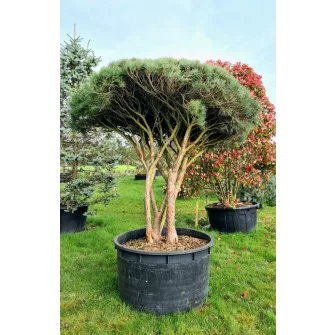 Pinus