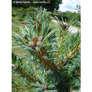 Pinus parviflora Glauca - Japán selyemfenyő