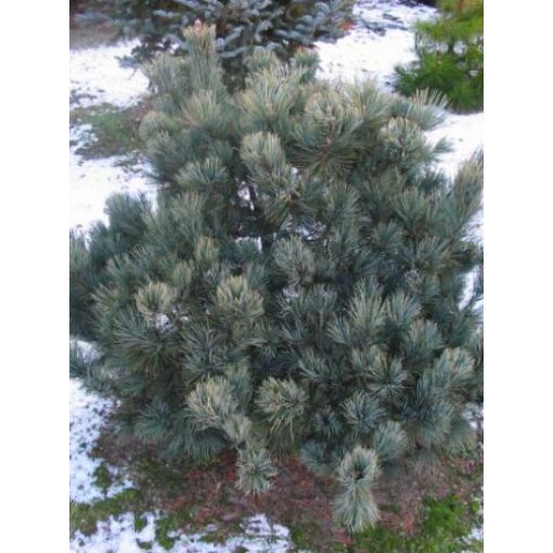 Pinus pumila Santis