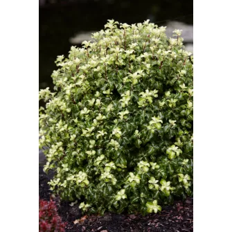 Enyvesmag (Pittosporum)