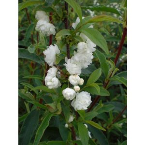 Prunus glandulosa Alba Plena - Japán törpemeggy