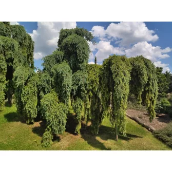 Duglászfenyő (Pseudotsuga)