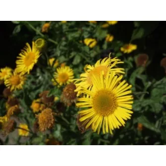 Bolhafű (Pulicaria)