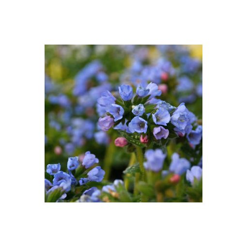 Pulmonaria angustifolia Blaues Meer - Keskenylevelű tüdőfű