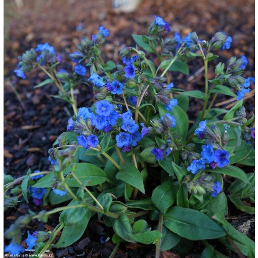 Pulmonaria angustifolia Blue Ensign - Keskenylevelű tüdőfű