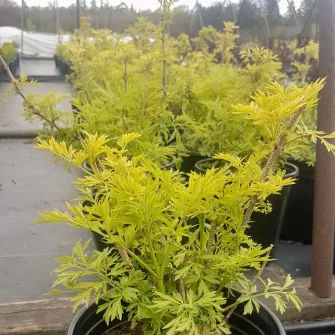 Bodza (Sambucus)
