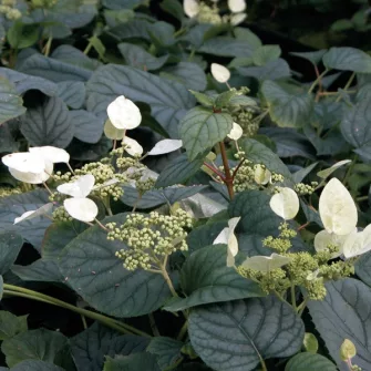 Japán kúszó hortenzia (Schizophragma)