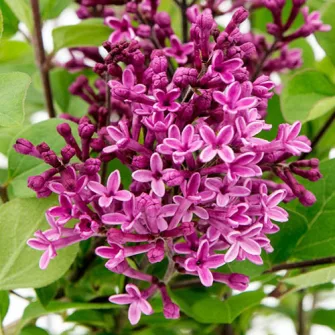 Orgona (Syringa)
