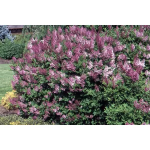 Syringa patula Miss Kim - Orgona