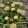 Taraxacum pseudoroseum - Rózsaszín pitypang
