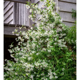 Csillagjázmin  (Trachelospermum)
