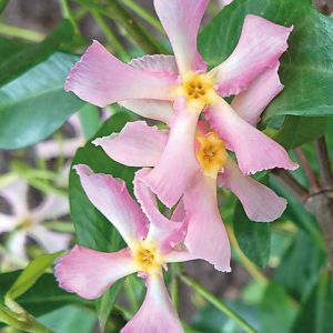 Trachelospermum jasminoides Pink Showers - Csillagjázmin
