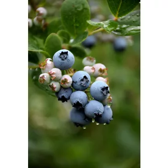 Fürtös áfonya (Vaccinium)