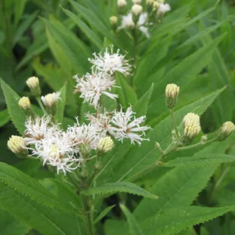 Vernónia (Vernonia)