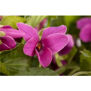 Viola odorata f. rubra - Ibolya