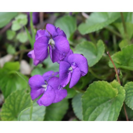 Viola sororia Blue Diamond - Ibolya