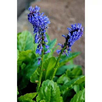 Wulfenia