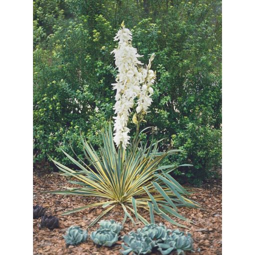 Yucca filamentosa Bright Edge - Kerti pálmaliliom