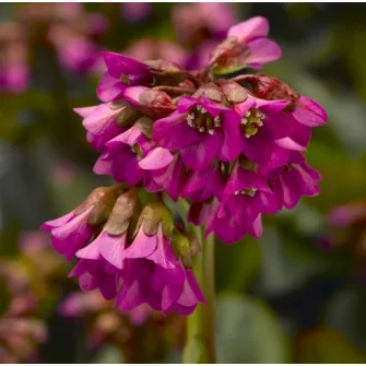 Bőrlevél (Bergenia)