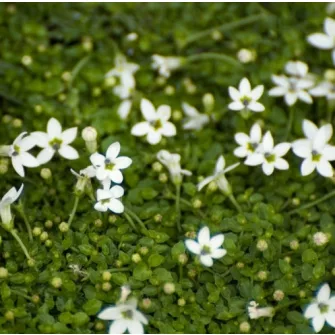 Kékcsillag (Isotoma)