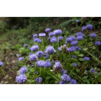 Kecses kékcsillag (Jasione)