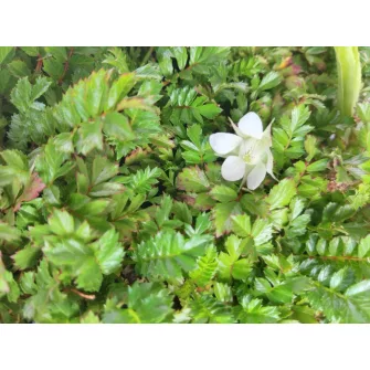Szeder (Rubus)