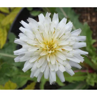Pitypang (Taraxacum)