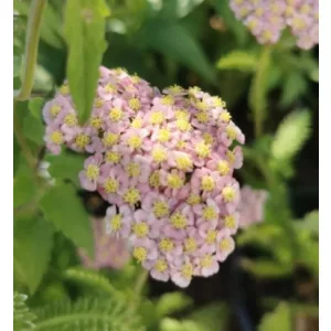   Achillea millefolium Desert Eve Deep Rose - Közönséges cickafark