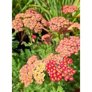   Achillea millefolium Desert Eve Red - Közönséges cickafark