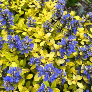   Ajuga reptans Feathered Friends Cordial Canary - Indás ínfű
