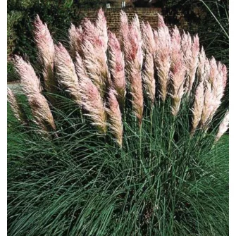 Pampafű (Cortaderia)
