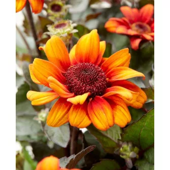 Napszemvirág (Heliopsis)