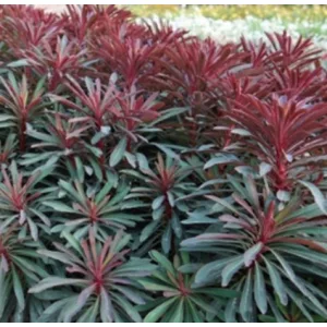 Euphorbia Miners Merlot - Pompás kutyatej