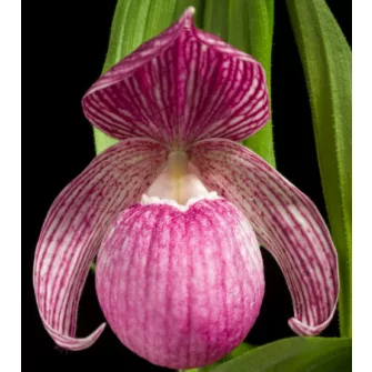 Kerti orchidea
