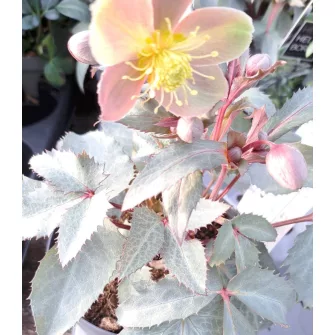 Hunyor (Helleborus)