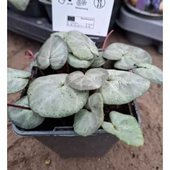 Ciklámen (Cyclamen)