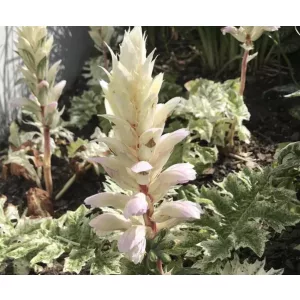 Acanthus Snow Storm - Medveköröm