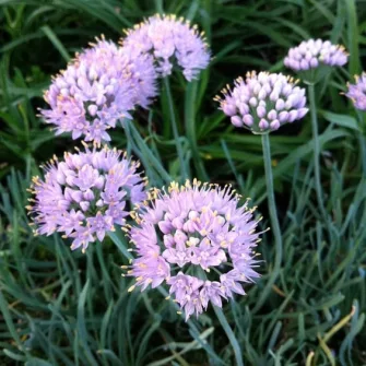 Díszhagyma (Allium)