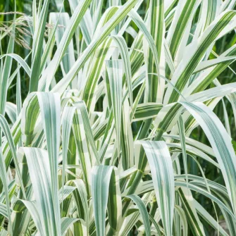 Olasznád (Arundo)