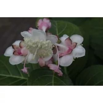 Hamis hortenzia (Deinanthe)
