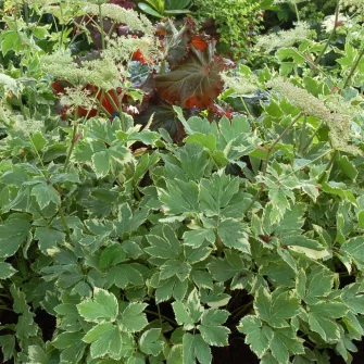 Mestergyökér (Peucedanum)