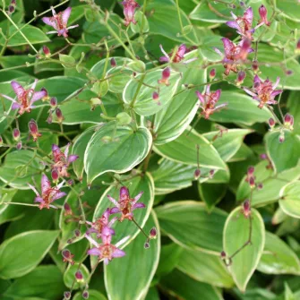 Púpliliom (Tricyrtis)