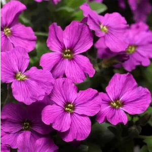 Aubrieta x cultorum Florado Neon Pink - Pázsitviola